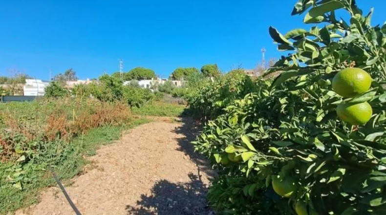 Cadiz - Jerez de la Frontera - 35895m2