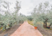 Non-developable land for sale on España, Ogíjares, ref: TR409241 photo