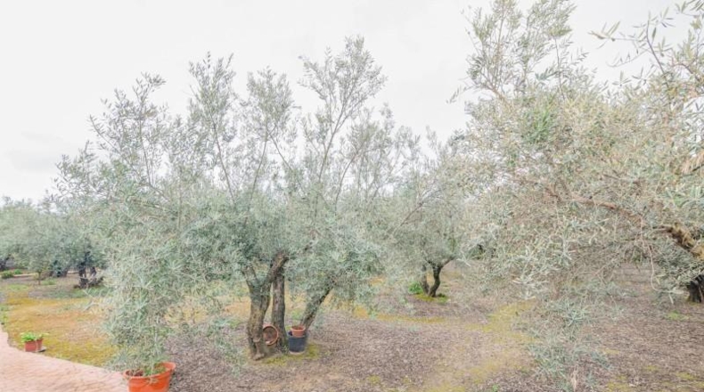 Granada - Ogíjares - 645m2
