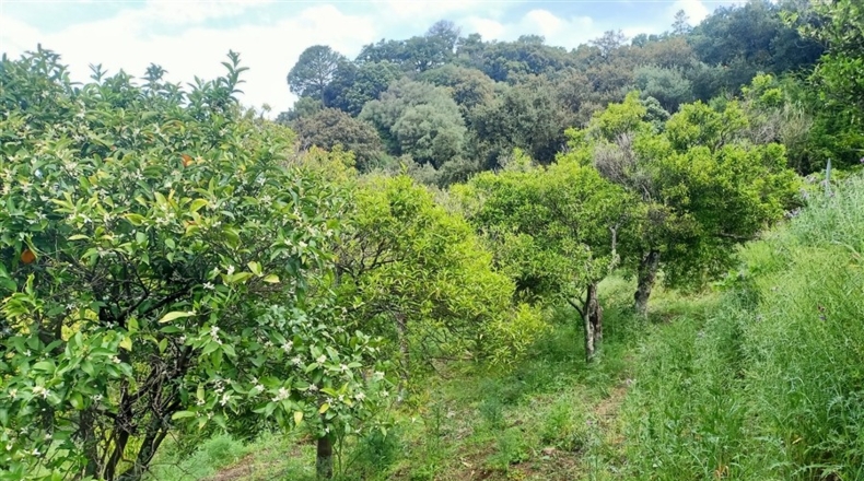 Málaga - Jubrique - 7000m2