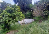 Masía con terreno en venta en la La Lomilla, Jubrique, ref: TR409278 foto
