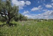 Chalet independiente con terreno en venta en la POLIGONO 15, Alborache, ref: TR394189 foto