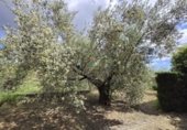 Chalet independiente con terreno en venta en la POLIGONO 15, Alborache, ref: TR394189 foto