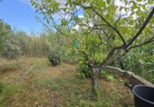 Chalet independiente con terreno en venta en la POLIGONO 15, Alborache, ref: TR394189 foto