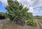 Chalet independiente con terreno en venta en la POLIGONO 15, Alborache, ref: TR394189 foto