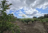 Chalet independiente con terreno en venta en la POLIGONO 15, Alborache, ref: TR394189 foto