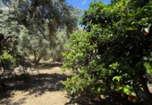 Non-developable land for sale in Pinos del Valle ref: TR409237 photo
