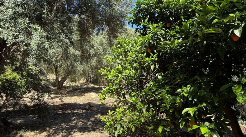 Granada - Pinos del Valle - 10000m2