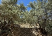 Non-developable land for sale in Pinos del Valle ref: TR409237 photo