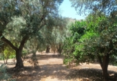 Non-developable land for sale in Pinos del Valle ref: TR409237 photo