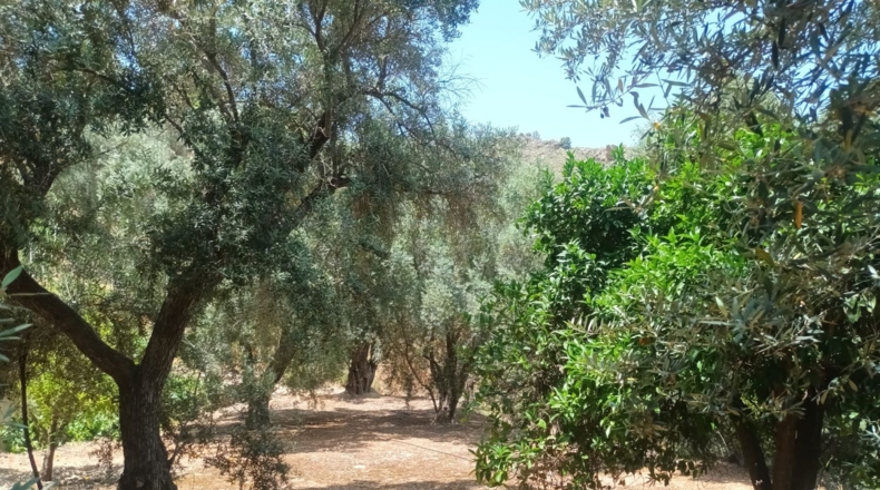 Granada - Pinos del Valle - 10000m2