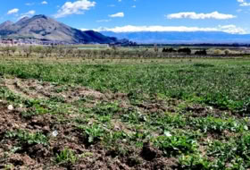 Pinos Puente 6076&nbsp;m²