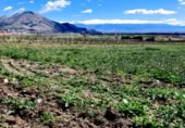 Non-developable land for sale on Carretera Estación de Íllora a Pinos Puente, Pinos Puente, ref: TR409232 photo
