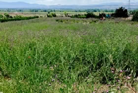 Pinos Puente 6076&nbsp;m²