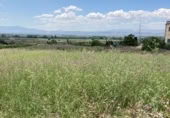 Non-developable land for sale on Carretera Estación de Íllora a Pinos Puente, Pinos Puente, ref: TR409232 photo