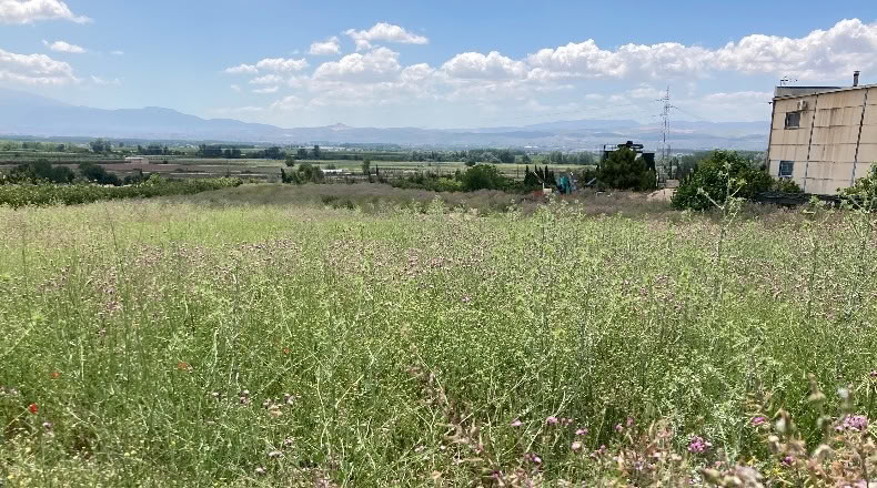 Granada - Pinos Puente - 6076m2