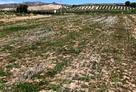 Pinos Puente 6076&nbsp;m²
