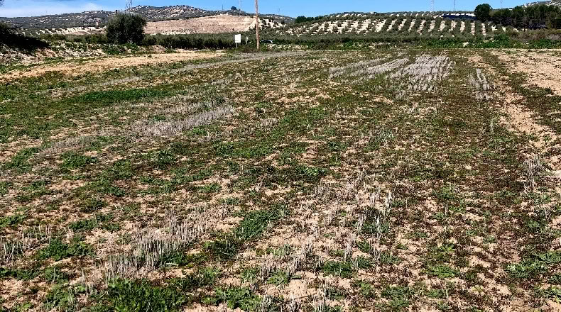 Granada - Pinos Puente - 6076m2