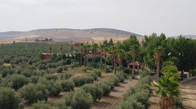Ciudad Real - Santa Cruz de Mudela - 9190m2