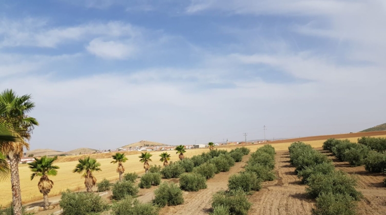 Ciudad Real - Santa Cruz de Mudela - 9190m2