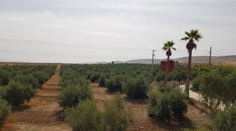 Ciudad Real - Santa Cruz de Mudela - 9190m2