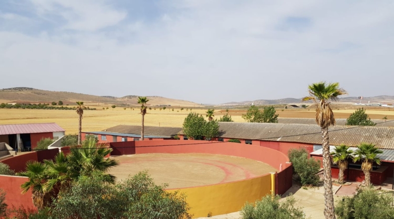 Ciudad Real - Santa Cruz de Mudela - 9190m2