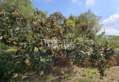 Rural estate for sale in Riudecanyes ref: TR407904 photo