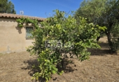 Rural estate for sale in Riudecanyes ref: TR407904 photo