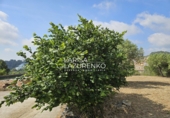 Rural estate for sale in Riudecanyes ref: TR407904 photo