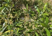Rural estate for sale in Riudecanyes ref: TR407904 photo