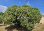 Rural estate for sale in Riudecanyes ref: TR407904 photo