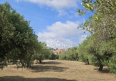 Rural estate for sale in Riudecanyes ref: TR407904 photo