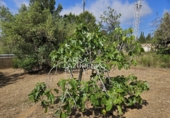 Rural estate for sale in Riudecanyes ref: TR407904 photo