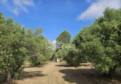 Rural estate for sale in Riudecanyes ref: TR407904 photo