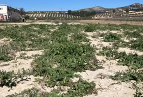 Pinos Puente 6076&nbsp;m²
