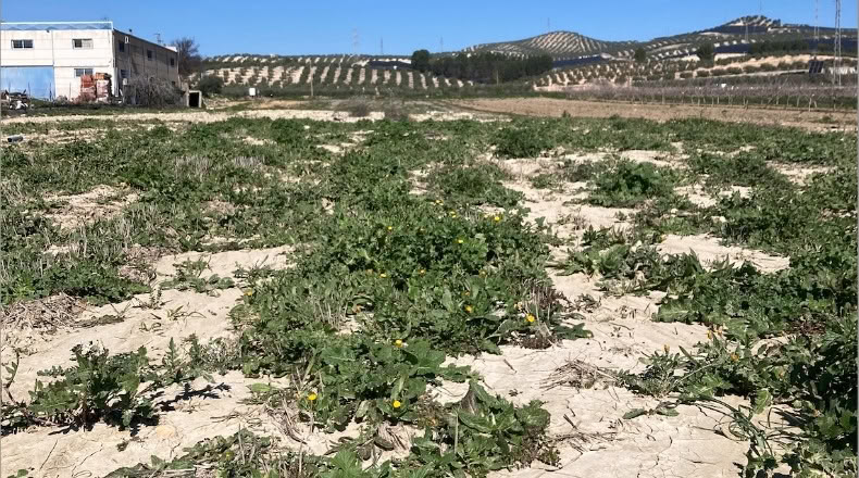 Granada - Pinos Puente - 6076m2