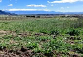 Non-developable land for sale on Carretera Estación de Íllora a Pinos Puente, Pinos Puente, ref: TR409232 photo