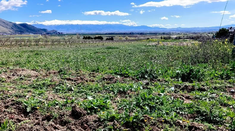 Granada - Pinos Puente - 6076m2