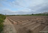Terreny no urbanitzable en venda a la España, Oriola, ref.: TR311066 foto