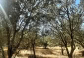 Non-developable land for sale on España, Torreorgaz, ref: TR409430 photo