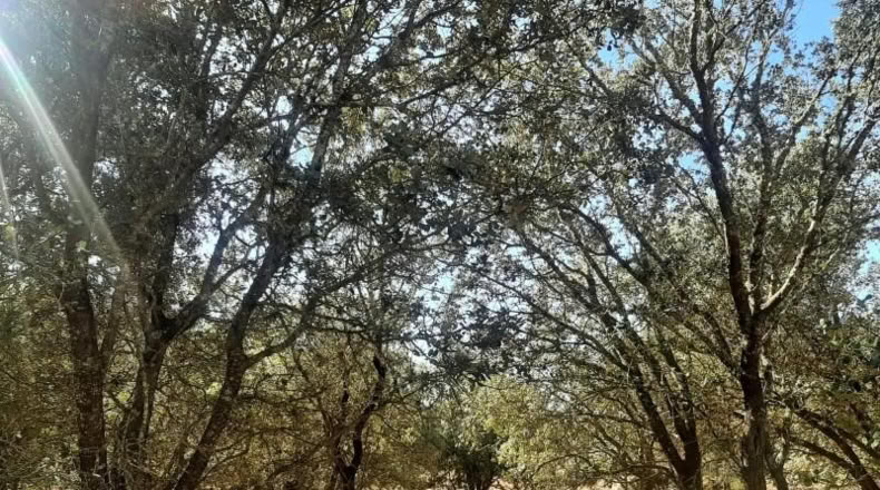 Caceres - Torreorgaz - 3000m2