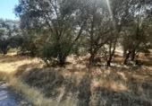 Non-developable land for sale on España, Torreorgaz, ref: TR409430 photo