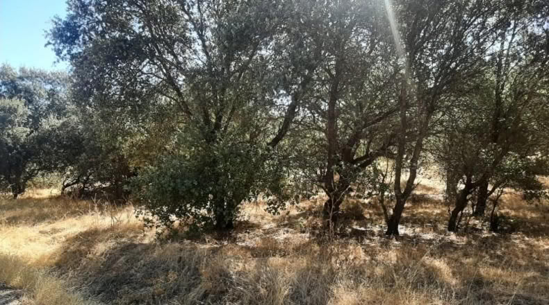 Caceres - Torreorgaz - 3000m2