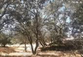 Non-developable land for sale on España, Torreorgaz, ref: TR409430 photo