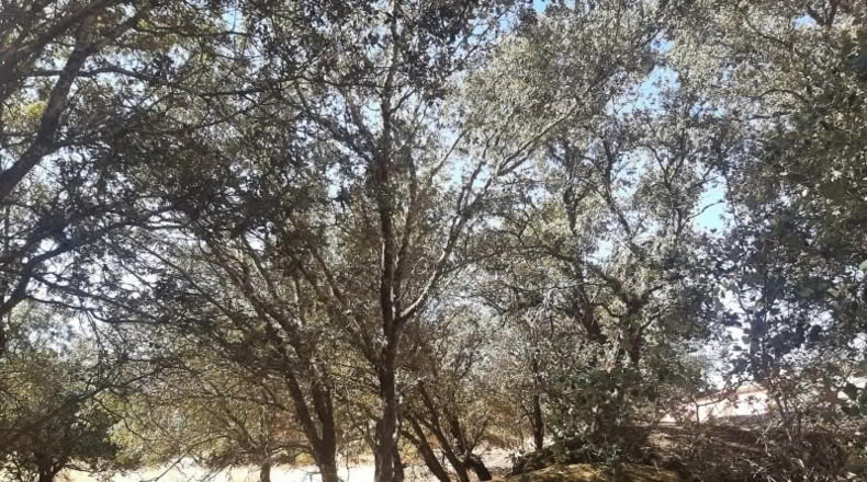 Caceres - Torreorgaz - 3000m2