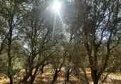 Non-developable land for sale on España, Torreorgaz, ref: TR409430 photo