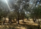 Non-developable land for sale on España, Torreorgaz, ref: TR409430 photo