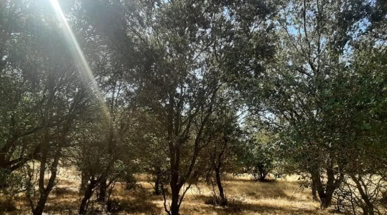 Caceres - Torreorgaz - 3000m2