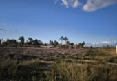 Terreny no urbanitzable en venda a la España, Elx, ref.: TR115711 foto
