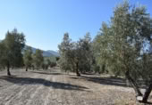 Земля на продажу у города Villa de Otura Фото